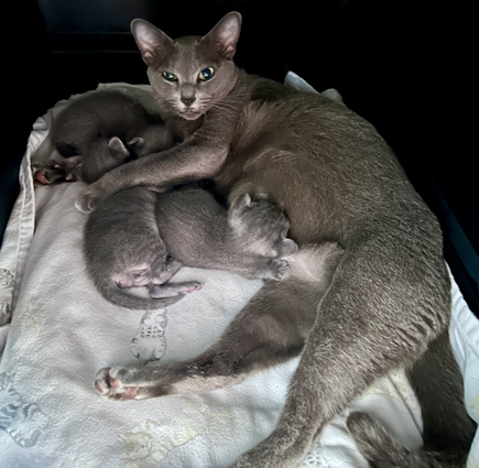 Blossom's kittens at 2 weeks